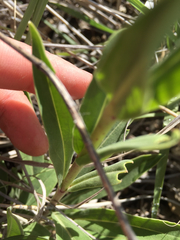 Penstemon albidus