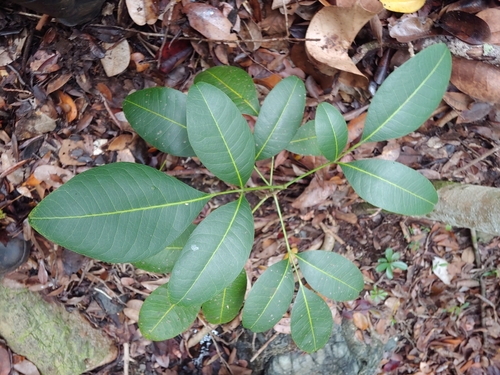 Pilocarpus racemosus, photograph 6