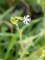 Silene nocturna