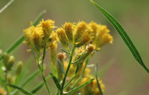 Euthamia gymnospermoides Greene