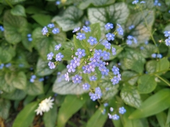 Brunnera macrophylla