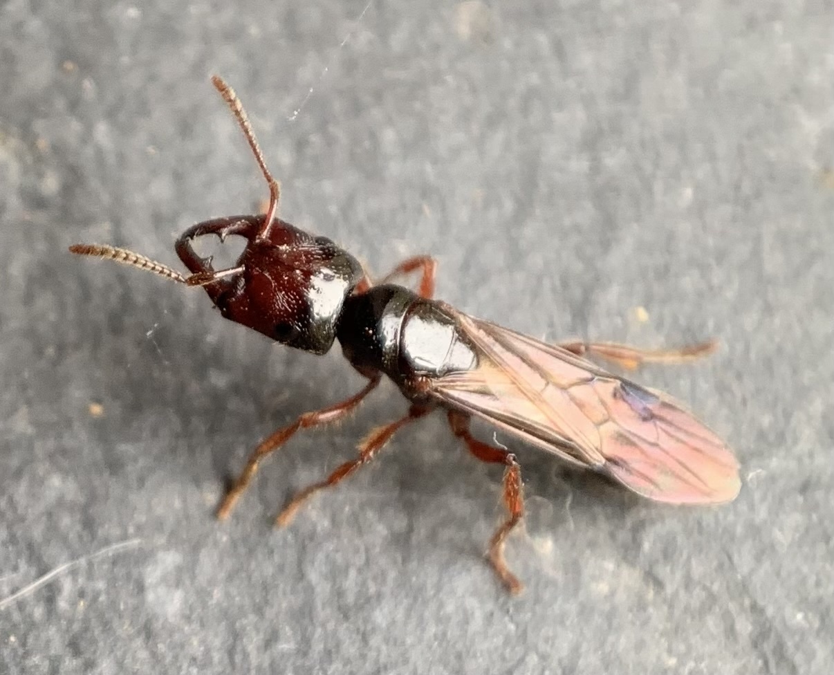 Amblyopone michaelseni