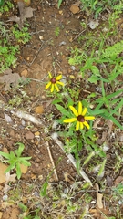 Rudbeckia