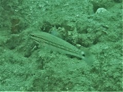 Amblygobius buanensis