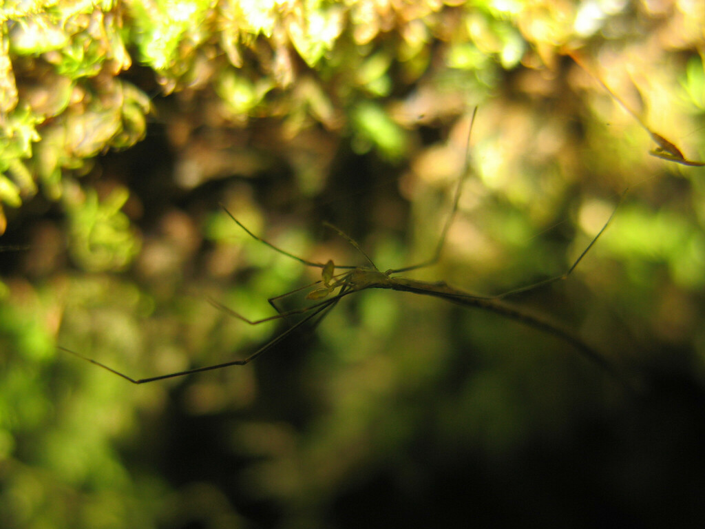 cobweb spiders