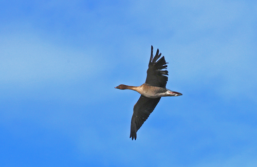 Pink-footed Goose, photo 7 of 8