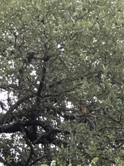 Piranga rubra