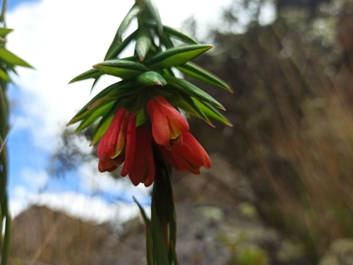 Bomarea glaucescens (Bomarea glaucescens)