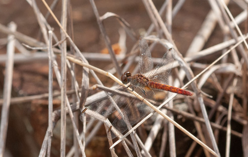 Nannodiplax rubra
