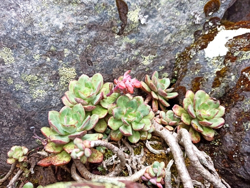 Echeveria quitensis