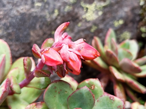 Echeveria quitensis