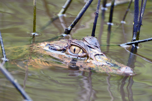 Spectacled Caiman