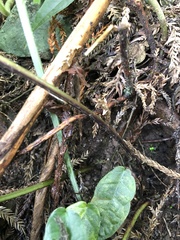 Microlepia marginata marginata