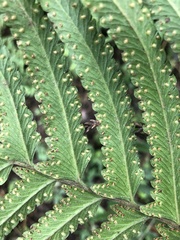 Microlepia marginata marginata