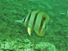 Chelmon rostratus