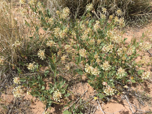 Fragrant Sand Verbena (Abronia fragrans)