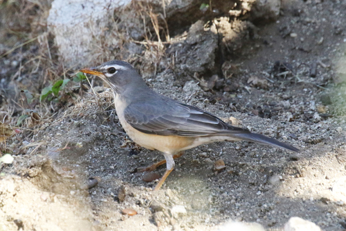 American Robin, photo 9 of 10