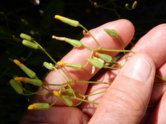 Crepis pulchra