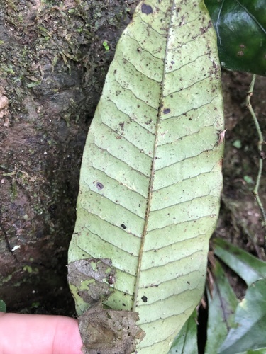 Image of Leptochilus Decurrens (Leptochilus decurrens) by (c) Cheng-Tao Lin, some rights reserved (CC BY)