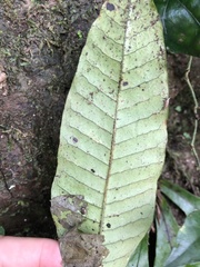 Leptochilus decurrens