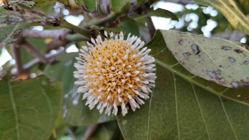 Gáo vàng – Nauclea orientalis