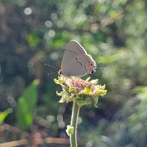 iNaturalist observation photo of Gray Hairstreak
