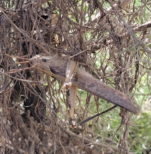 iNaturalist observation photo of Gray Bird Grasshopper