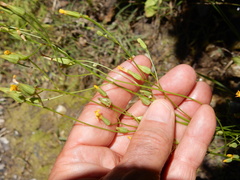 Crepis pulchra