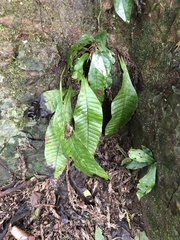 Leptochilus decurrens