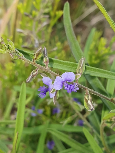 Polygala linarifolia