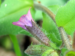 Pulmonaria obscura