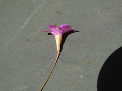Oxalis ciliaris