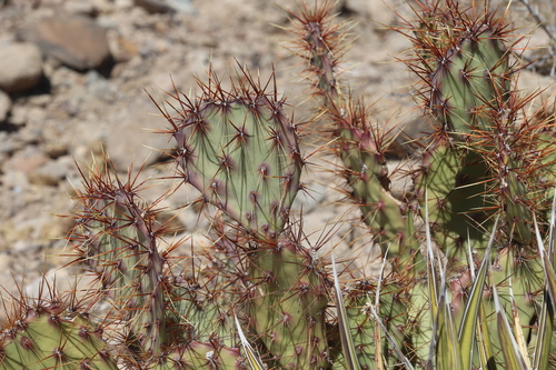 Image of Opuntia spinosibacca by no rights reserved