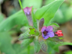 Pulmonaria obscura