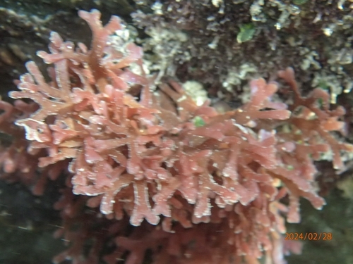 Dichotomaria marginata observed 2024-02-28