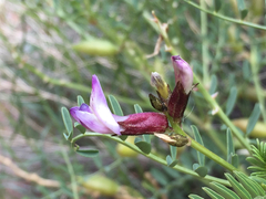 Astragalus preussii
