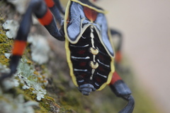 Pachylis acutangulus