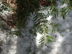 Abies balsamea image