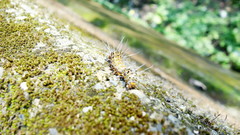 Mimeusemia vilemani