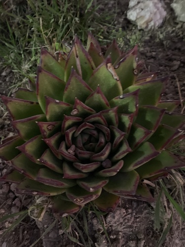 Foto de Echeveria