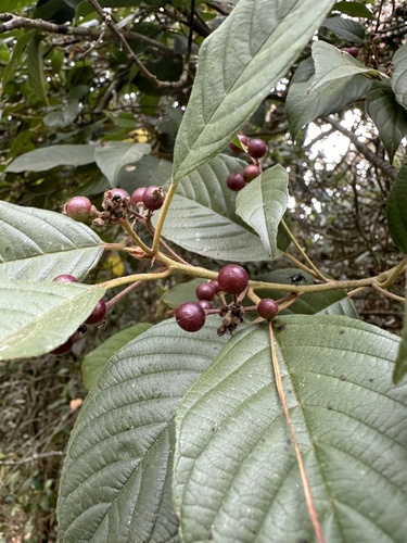 West Indian buckthorn (Frangula sphaerosperma)
