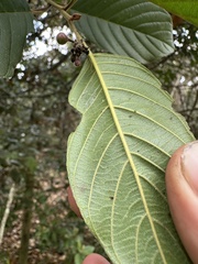 Frangula sphaerosperma, photograph (c) Nicolás Baresch Uribe, some rights reserved (CC BY)