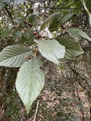 Frangula sphaerosperma, photograph (c) Nicolás Baresch Uribe, some rights reserved (CC BY)