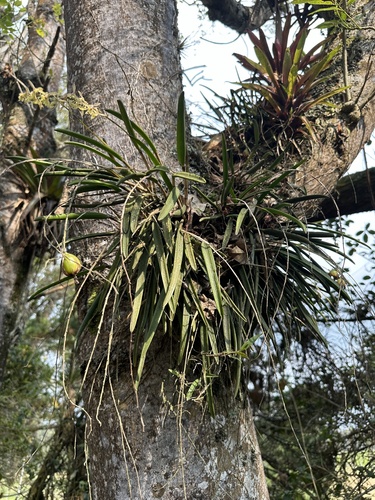 Epidendrum moritzii, photograph 5