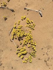 Eriophyllum multicaule