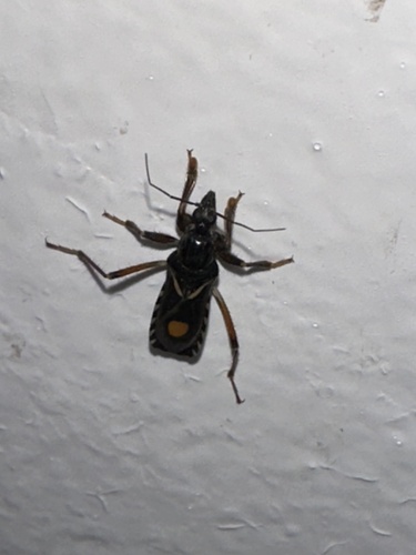 Rasahus hamatus
