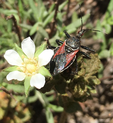 Apiomerus californicus