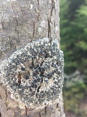 Physcia alnophila