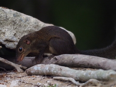 Tupaia glis
