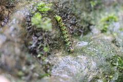 Sinarella nigrisigna